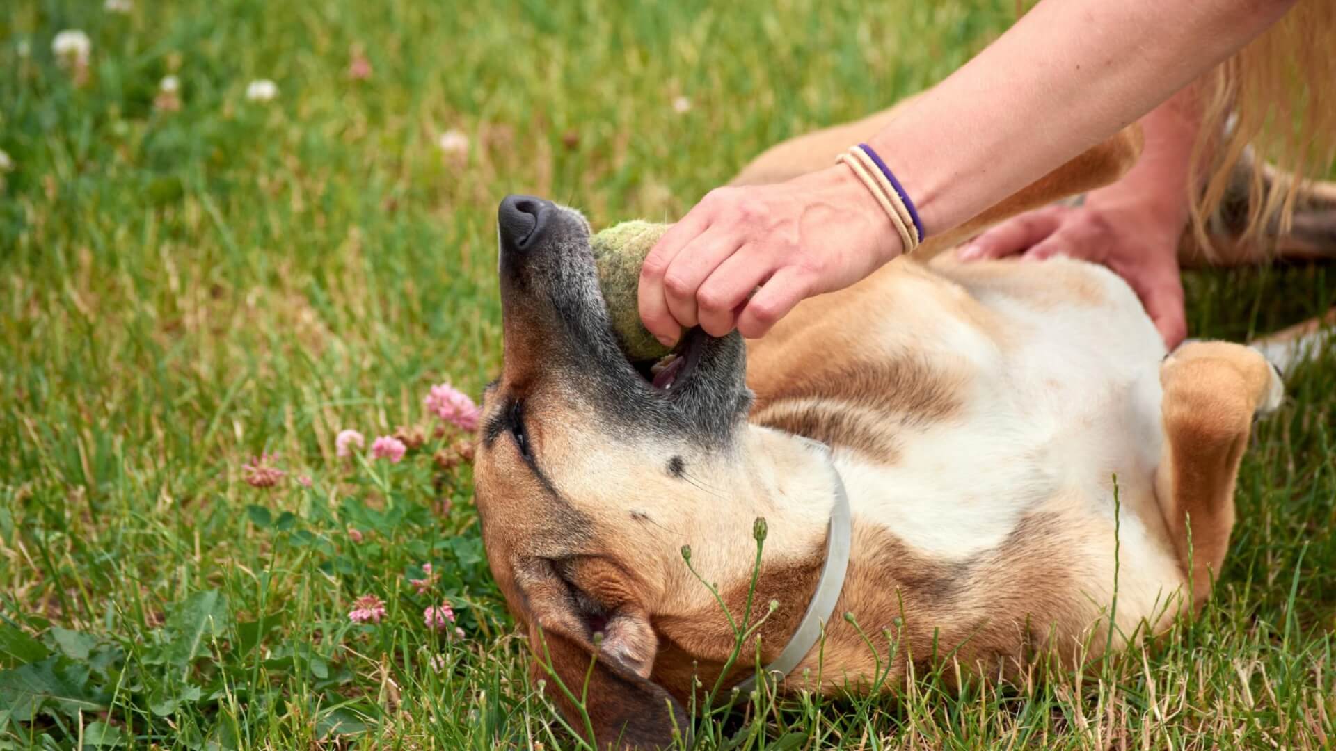 First Aid for Dog Bite How to Treat & Prevent Infections | CPR1